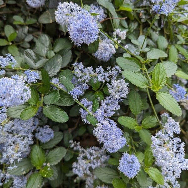 Ceanothus thyrsiflorus Flors