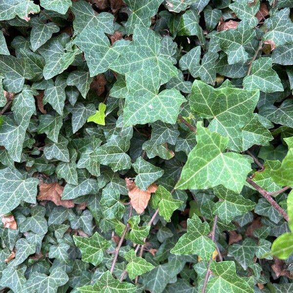 Hedera hibernica Lehti