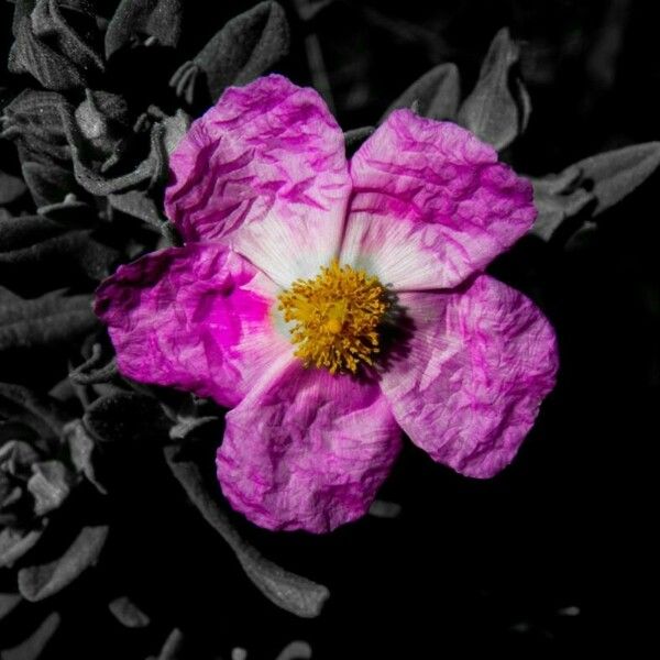 Cistus albidus Blüte