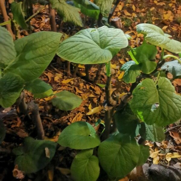 Piper methysticum Habit