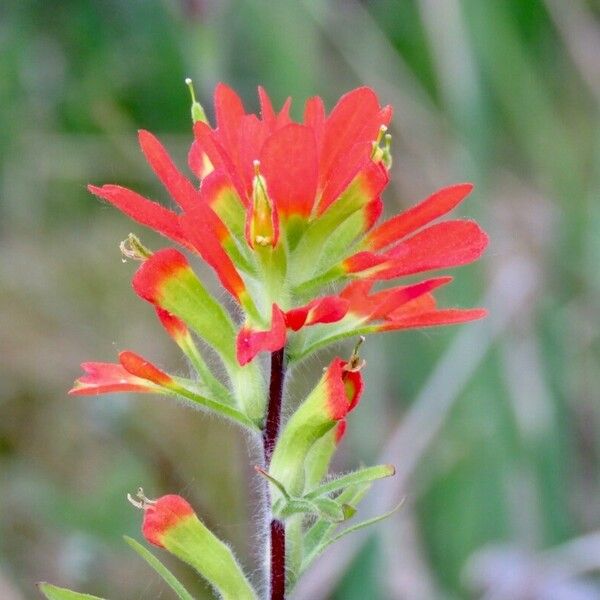 Castilleja coccinea Blomst