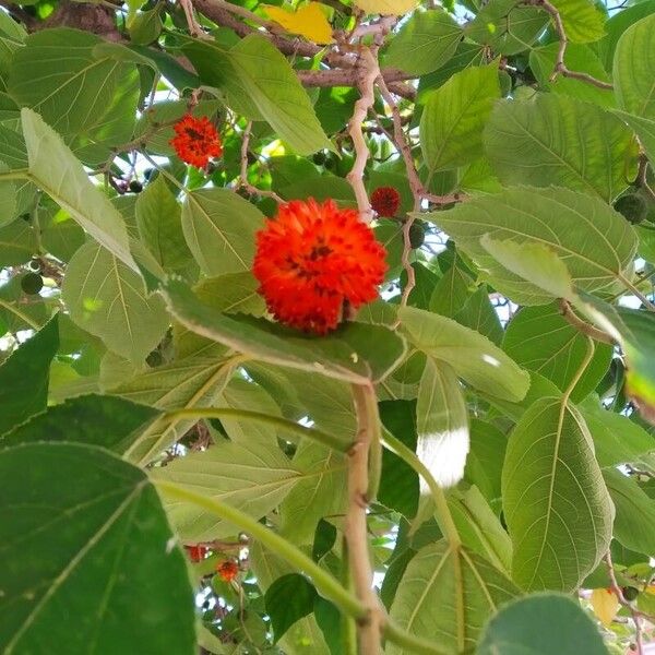 Broussonetia papyrifera Φρούτο