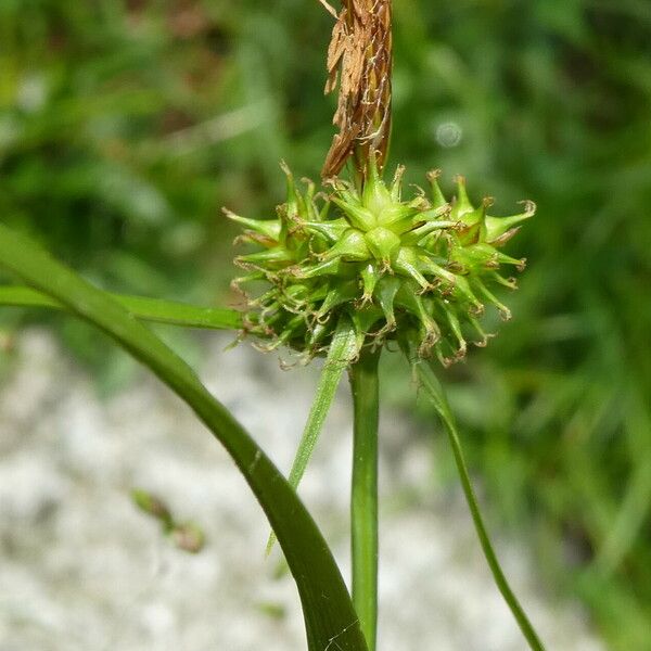 Carex lepidocarpa Кветка