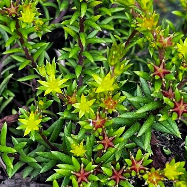 Sedum annuum Foglia