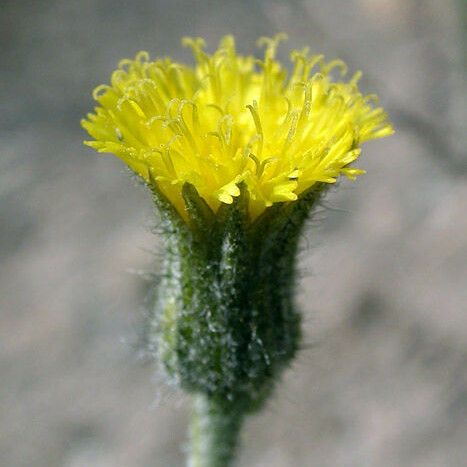 Hieracium triste Floro