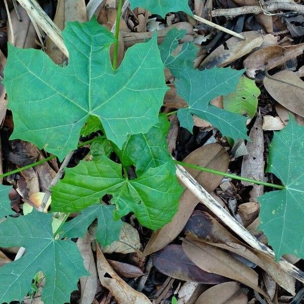 Cnidoscolus aconitifolius Blatt