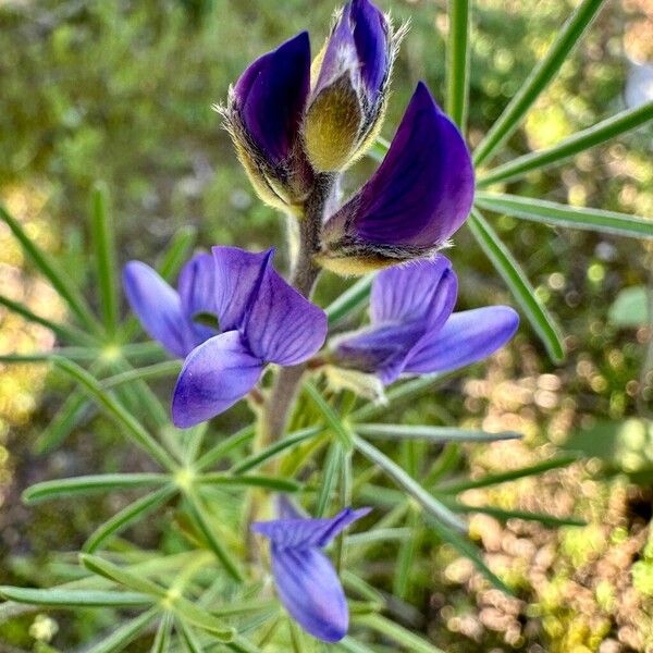 Lupinus angustifolius Blüte