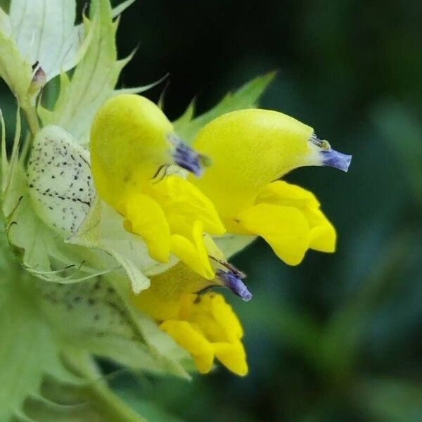 Rhinanthus glacialis പുഷ്പം