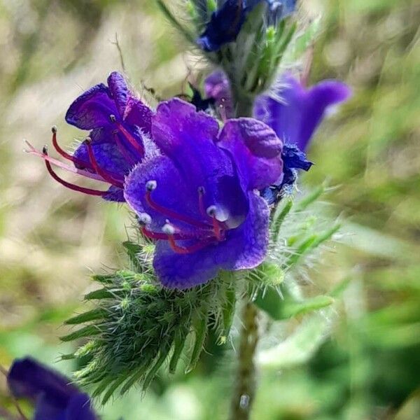 Echium plantagineum Cvet