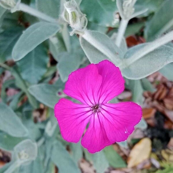 Silene coronaria Blüte