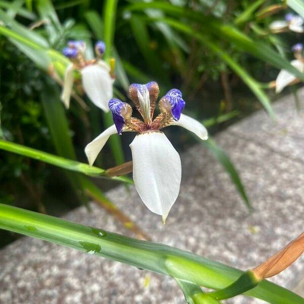 Trimezia gracilis Fleur