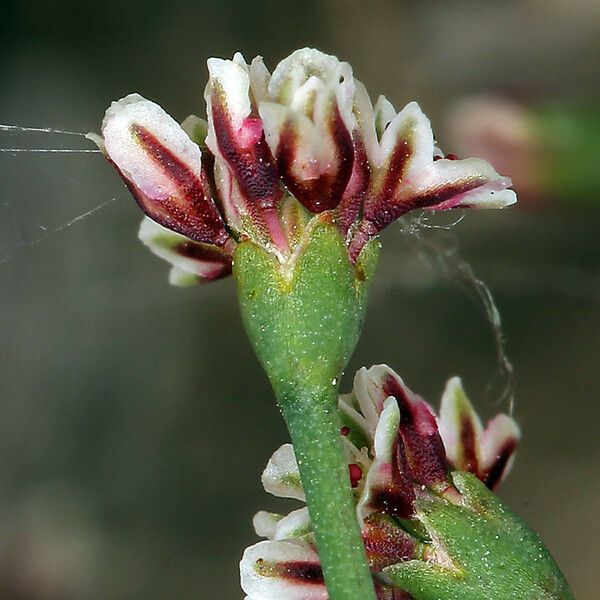 Eriogonum cernuum Flower