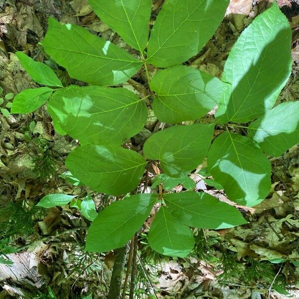 Aralia nudicaulis Hostoa