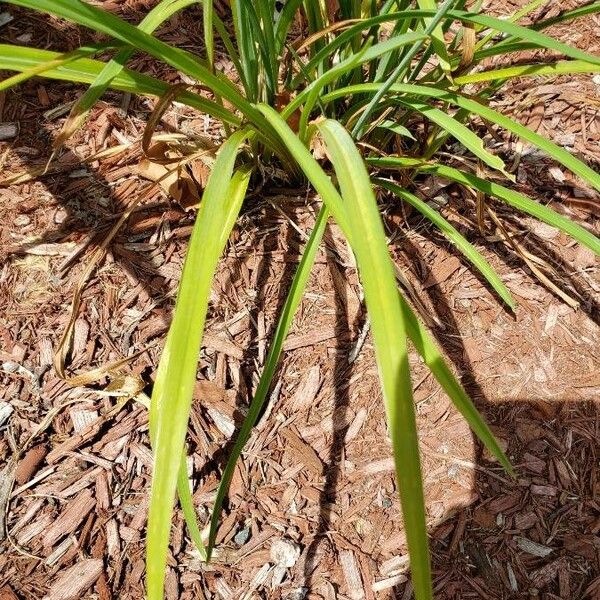 Hemerocallis minor Leaf