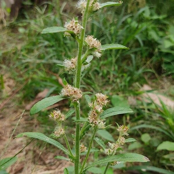 Gamochaeta purpurea Fuelha