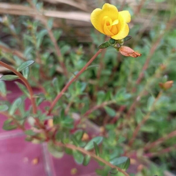 Portulaca umbraticola Çiçek