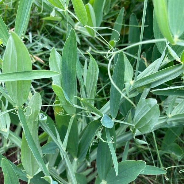 Lathyrus latifolius Blad