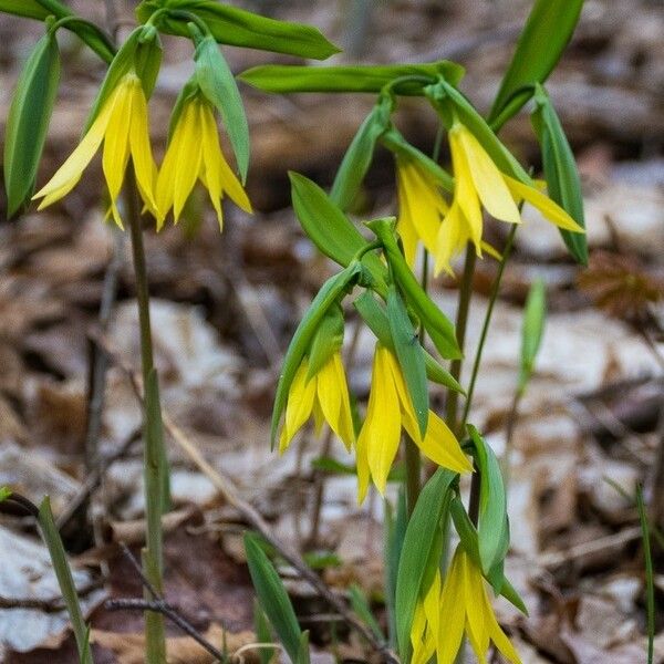 Uvularia grandiflora Kvet