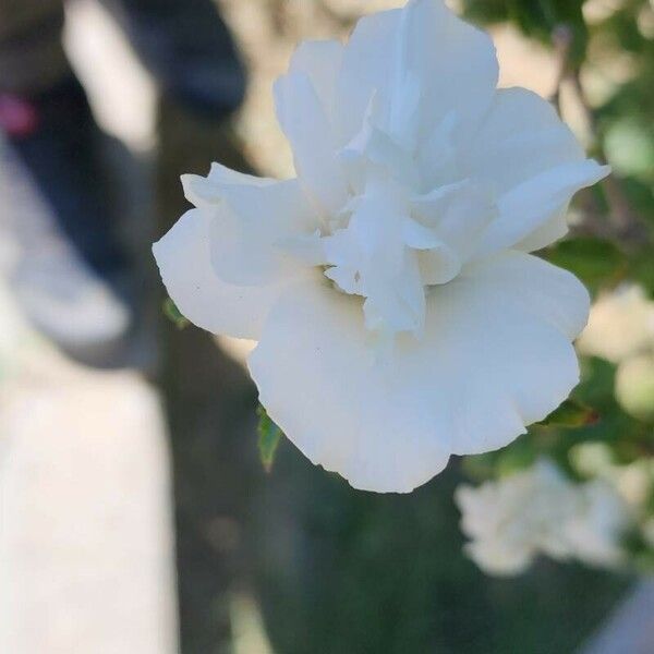 Hibiscus syriacus Λουλούδι