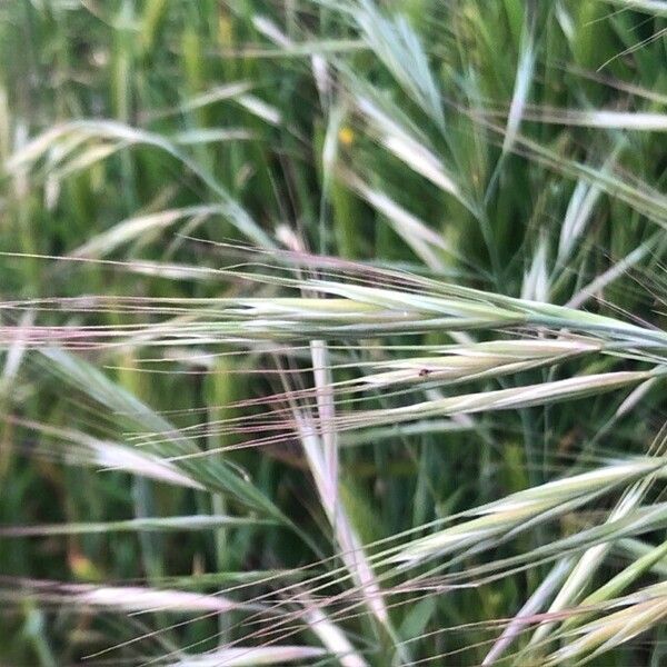 Bromus diandrus फल