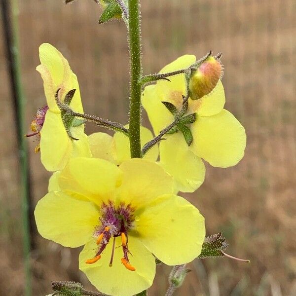 Verbascum virgatum Flower