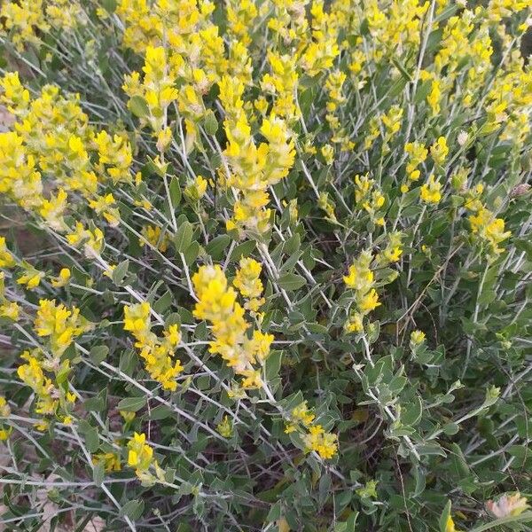 Anthyllis cytisoides Flor