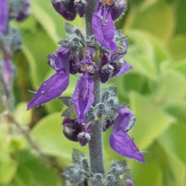 Plectranthus barbatus Blüte