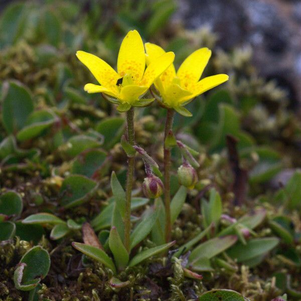 Saxifraga hirculus Kwiat
