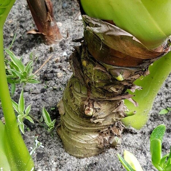 Colocasia esculenta Bark