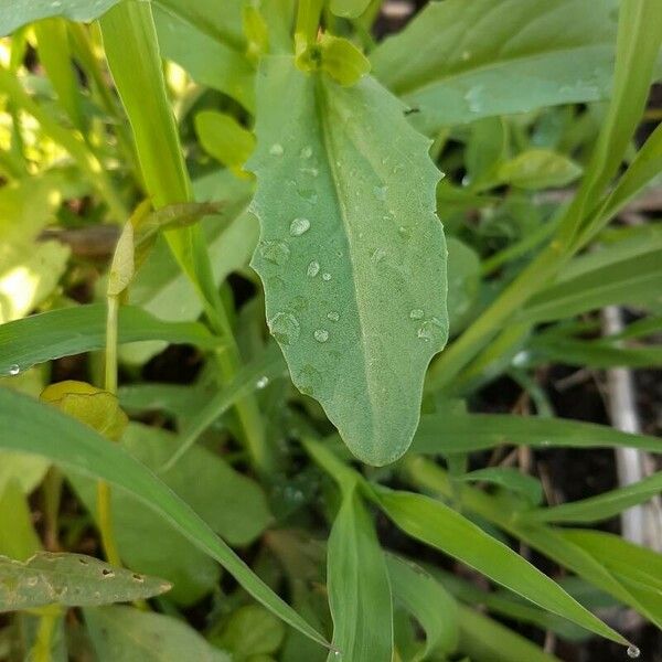 Thlaspi arvense Leaf