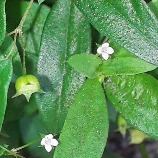 Oldenlandia corymbosa Kvet