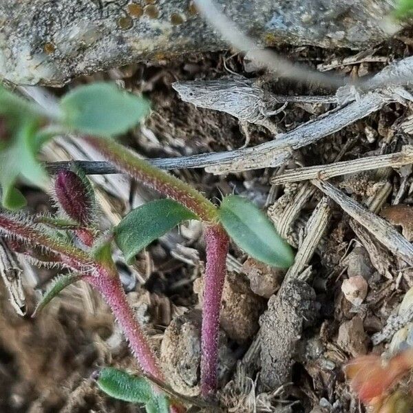 Saponaria ocymoides Lehti