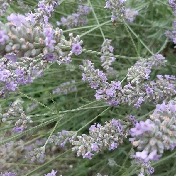 Lavandula angustifolia ফুল