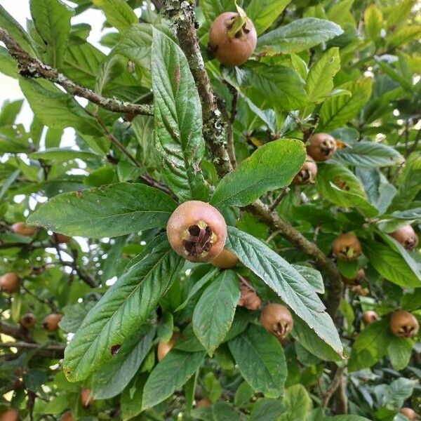 Crataegus germanica Meyve