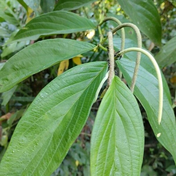 Piper aduncum Feuille