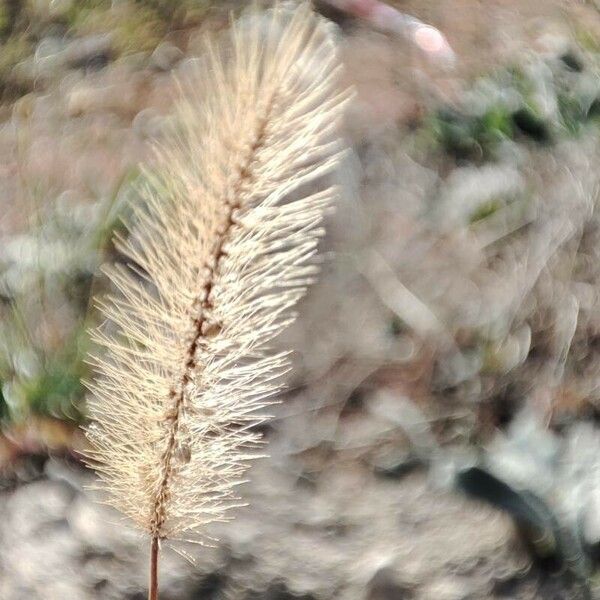 Setaria viridis Blomst