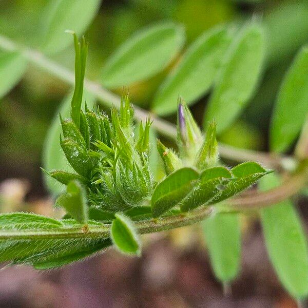 Vicia sativa Blatt