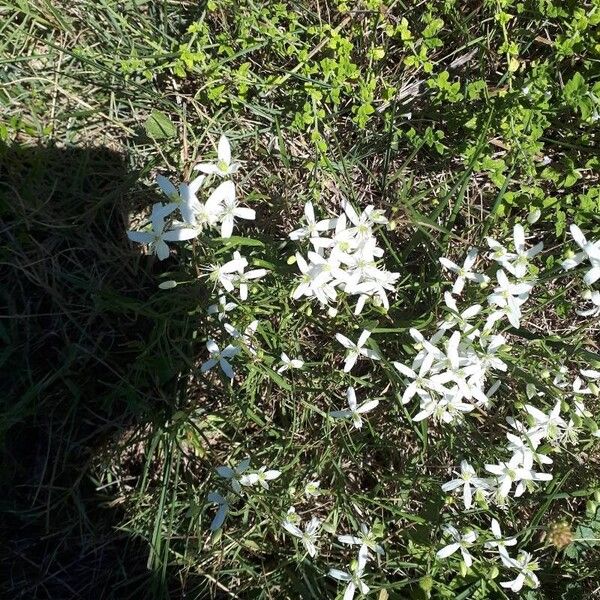 Clematis flammula Kvet