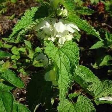 Lamium flexuosum 葉