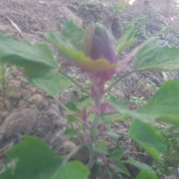 Chenopodium giganteum Folha