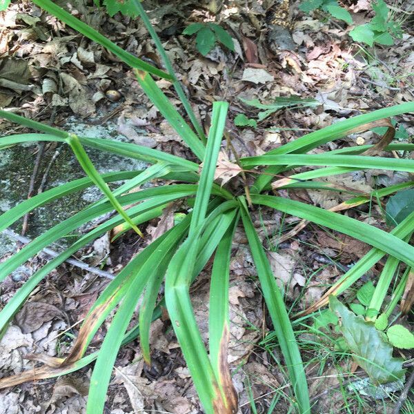 Amianthium muscitoxicum Yaprak