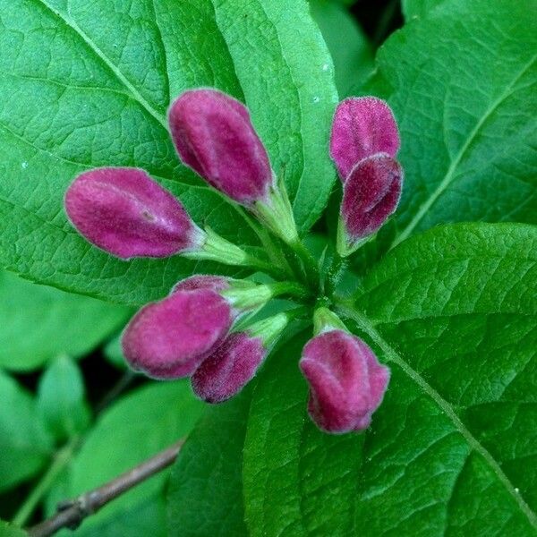 Weigela florida 花