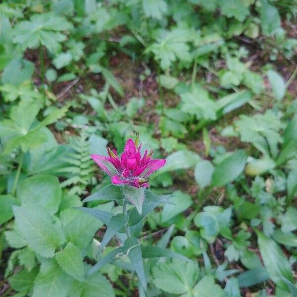 Castilleja parviflora 花