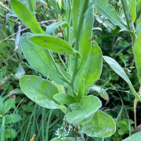 Calendula officinalis List