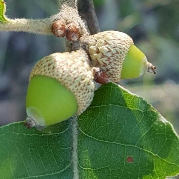 Quercus pubescens Ffrwyth