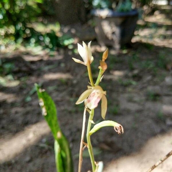 Oeceoclades maculata Çiçek