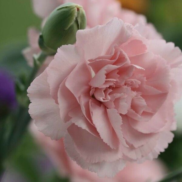 Dianthus caryophyllus Квітка