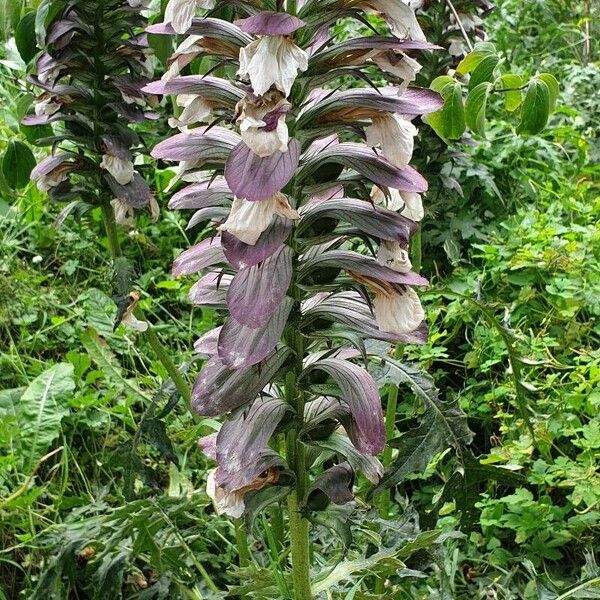 Acanthus spinosus Flor