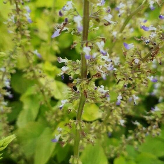 Salvia hispanica പുറംതൊലി