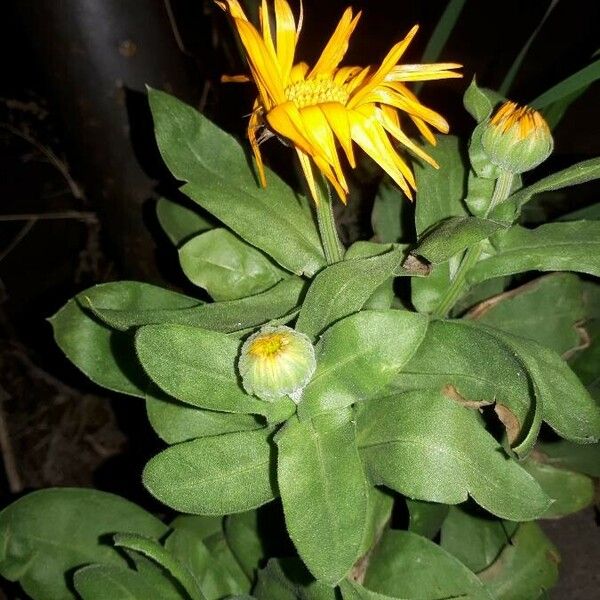 Calendula officinalis Flower